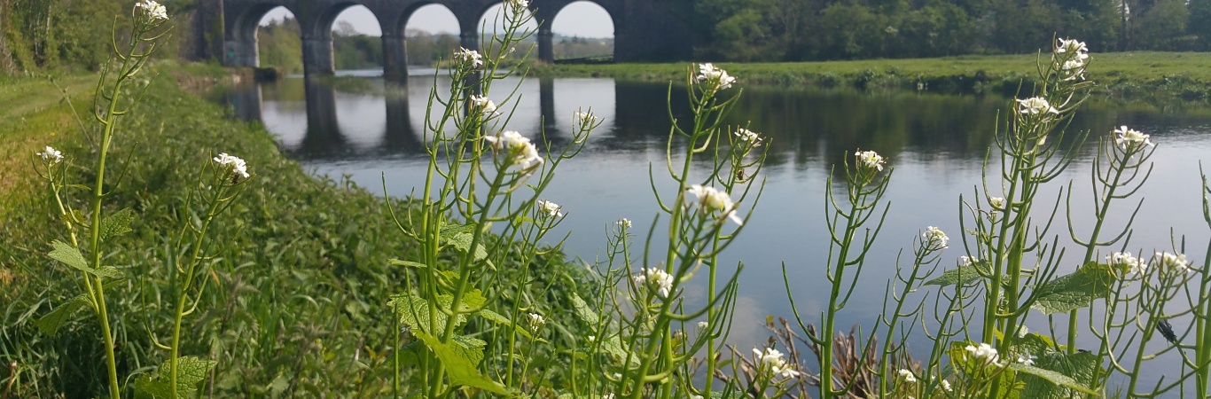20170501 Royal Oak Viaduct Lscott 2