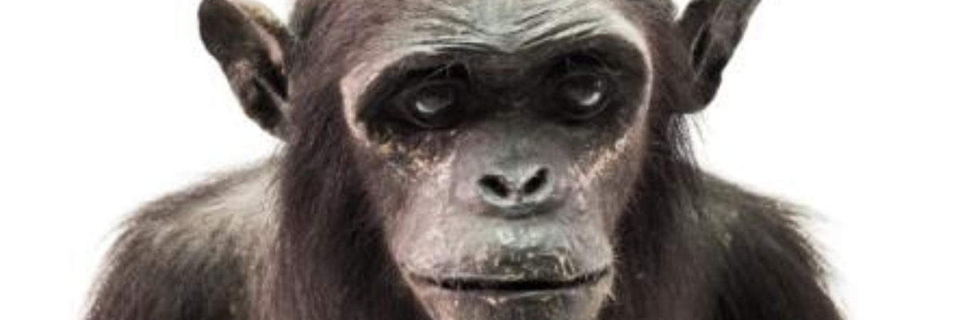 Chimpanzee