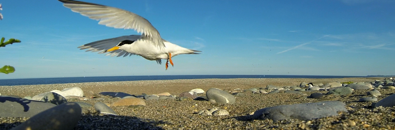 Little Tern