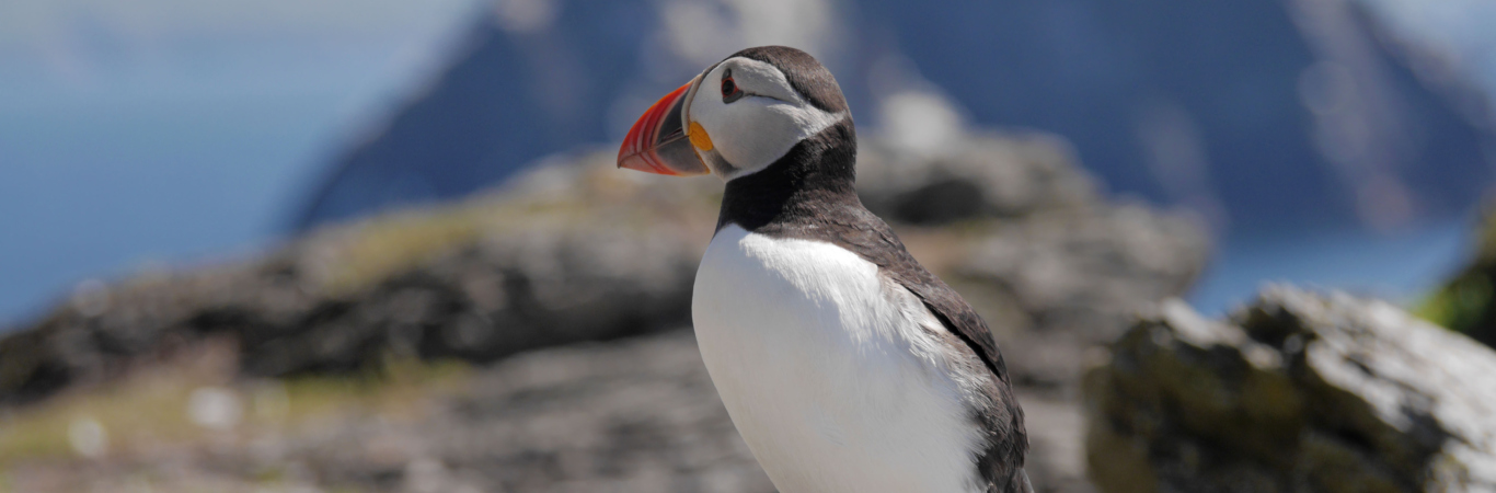 National Heritage Week Puffin at Skellings
