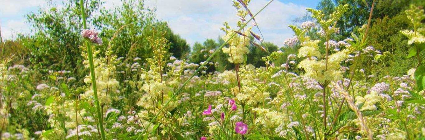 Trails 12 Cloonlarge Bog Walk