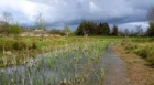 Clare Wetlands
