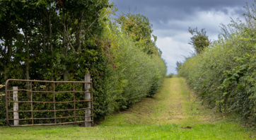 Guided hedgerow walk 02 Laois