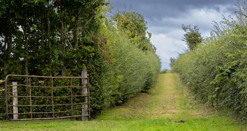 Guided hedgerow walk 02 Laois
