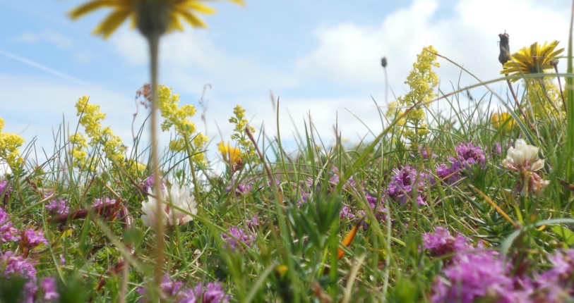 Wildflower Meadow Lscott