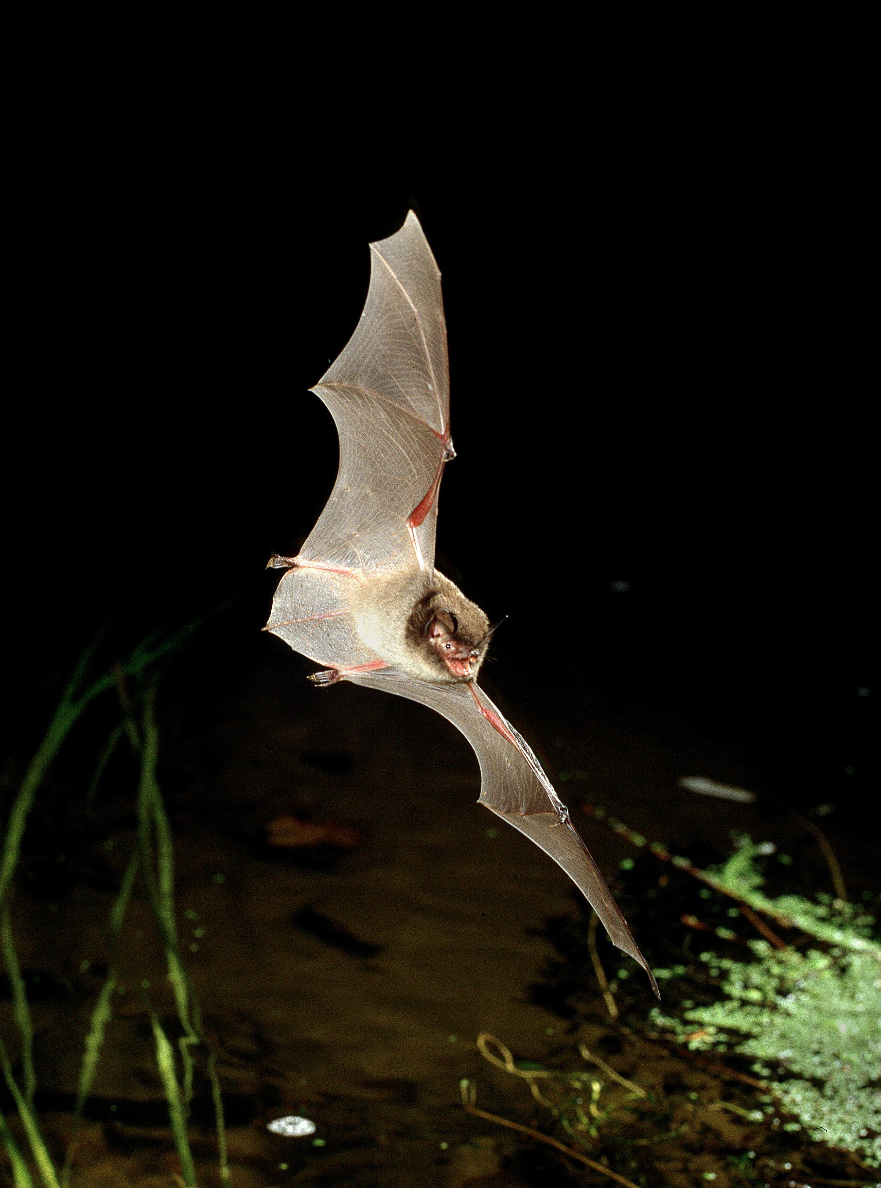 Bat Conservation Ireland: BATLAS 2020 Banner Photo